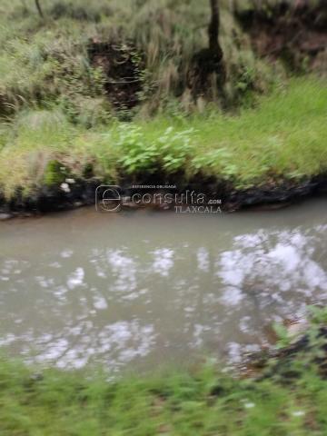 Ecocidio en Ixtacuixtla y autoridades brillan por su ausencia imagen 12