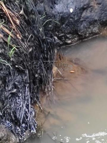 Ecocidio en Ixtacuixtla y autoridades brillan por su ausencia imagen 19