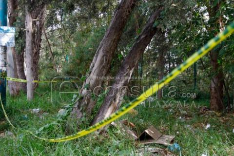 A punto de colapsar árbol en Avenida Universidad, autoridades no hacen nada imagen 2