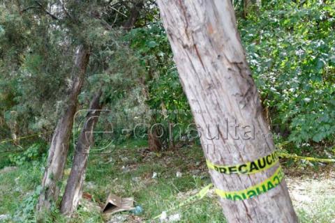 A punto de colapsar árbol en Avenida Universidad, autoridades no hacen nada imagen 3