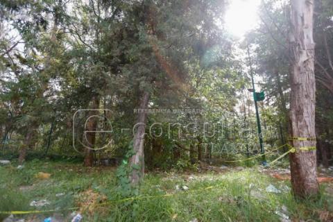 A punto de colapsar árbol en Avenida Universidad, autoridades no hacen nada imagen 5