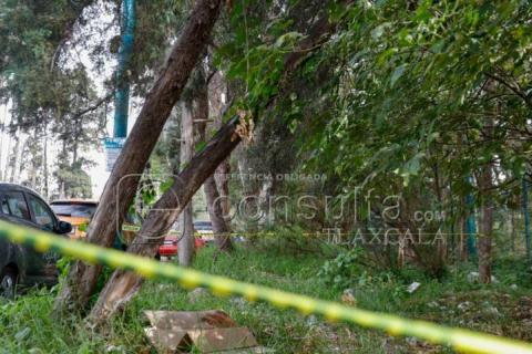 A punto de colapsar árbol en Avenida Universidad, autoridades no hacen nada imagen 6
