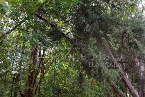 A punto de colapsar árbol en Avenida Universidad, autoridades no hacen nada imagen 7