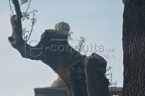 Plaza de la Constitución: El parque de las ardillas imagen 3