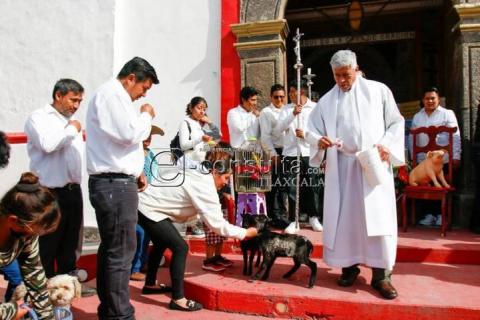 En procesión sacan a animales para recibir bendición imagen 4