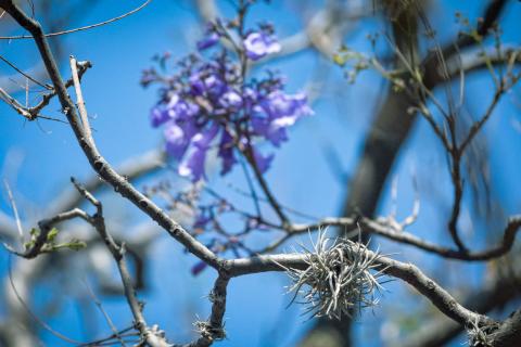 Plaga de heno motita amenaza a las Jacarandas de la Ribereña imagen 1