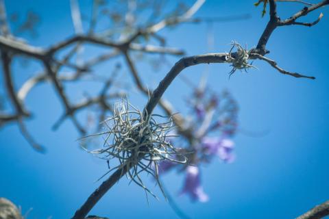 Plaga de heno motita amenaza a las Jacarandas de la Ribereña imagen 3