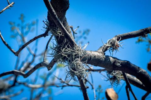 Plaga de heno motita amenaza a las Jacarandas de la Ribereña imagen 4