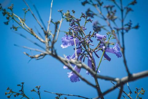 Plaga de heno motita amenaza a las Jacarandas de la Ribereña imagen 7
