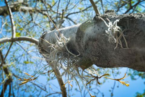 Plaga de heno motita amenaza a las Jacarandas de la Ribereña imagen 8