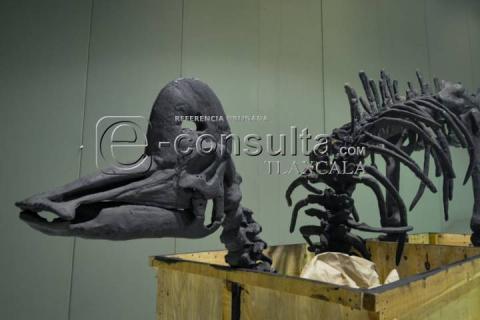 Descubre el pasado en el Museo Intinerante "Tierra de Dinosaurios" imagen 7