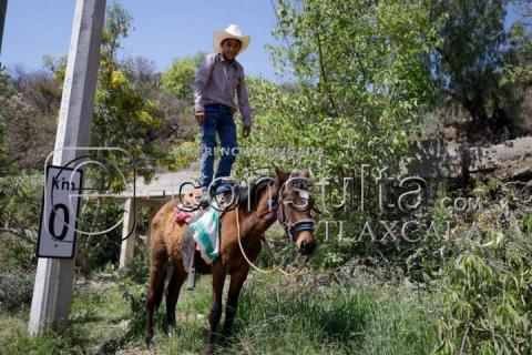 Con burros cargados de leña veneran a San José en la Trinidad Tenexyecac imagen 9