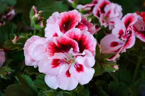 Flores en el equinoccio: el despertar de la primavera imagen 1
