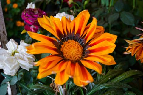 Flores en el equinoccio: el despertar de la primavera imagen 2