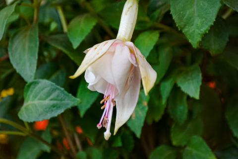 Flores en el equinoccio: el despertar de la primavera imagen 4