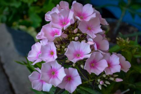 Flores en el equinoccio: el despertar de la primavera imagen 5
