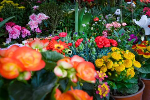 Flores en el equinoccio: el despertar de la primavera imagen 6