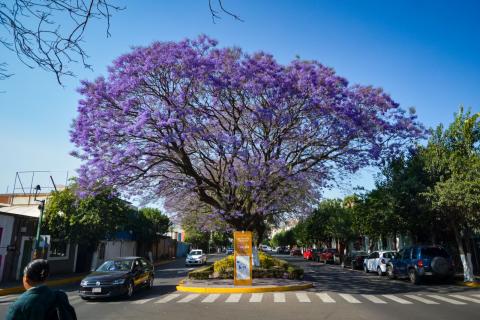 Flores en el equinoccio: el despertar de la primavera imagen 8