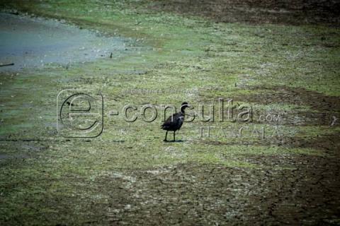 Sequía y Calor Impactan Nivel de Agua en Laguna de Acuitlapilco imagen 2