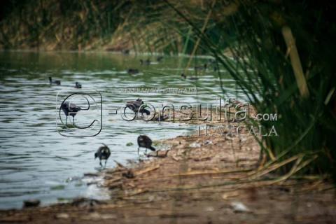 Sequía y Calor Impactan Nivel de Agua en Laguna de Acuitlapilco imagen 6