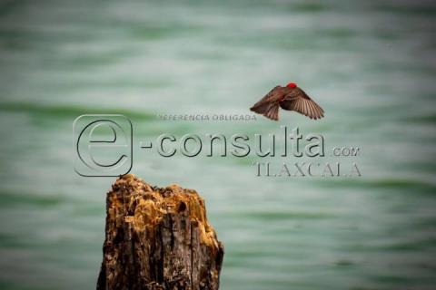 Sequía y Calor Impactan Nivel de Agua en Laguna de Acuitlapilco imagen 8