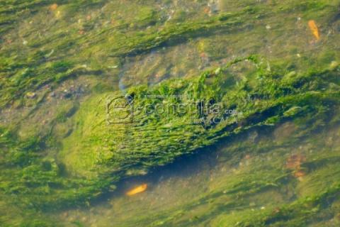 Continúa contaminación en la Cuenca del Río Zahuapan pese a diversas acciones de gobierno del estado por preservarlo imagen 5