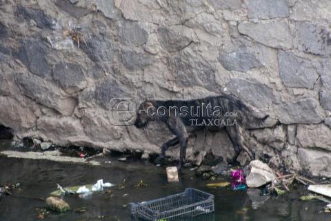 Cachorro cae al río y espera ser rescatado imagen 4