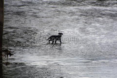 Cachorro cae al río y espera ser rescatado imagen 5