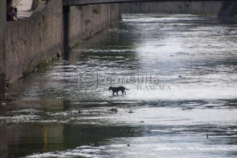 Cachorro cae al río y espera ser rescatado imagen 1