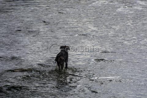 Cachorro cae al río y espera ser rescatado imagen 2