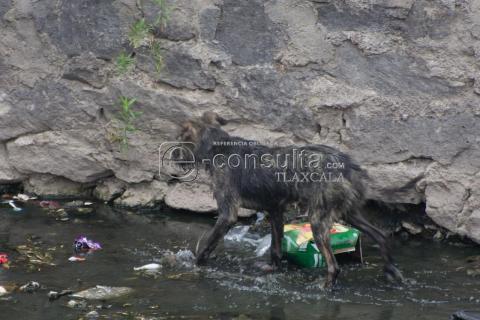 Cachorro cae al río y espera ser rescatado imagen 3