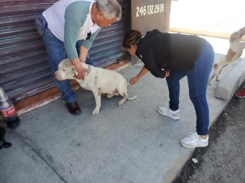 Se mantiene Tlaxcala como área geográfica libre de transmisión de rabia en animales y humanos imagen 4