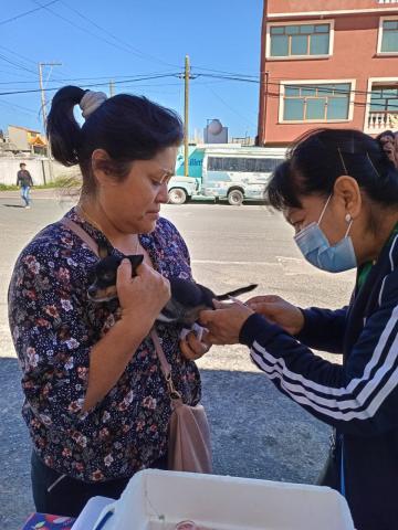 Se mantiene Tlaxcala como área geográfica libre de transmisión de rabia en animales y humanos imagen 2