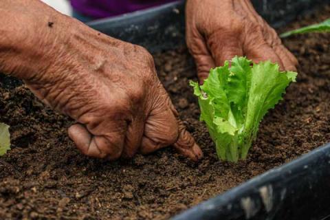 Avanza programa autosuficiencia alimentaria del Gobierno de Tlaxcala imagen 1