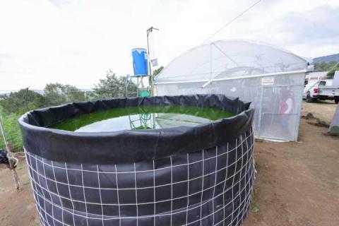 Avanza programa autosuficiencia alimentaria del Gobierno de Tlaxcala imagen 6