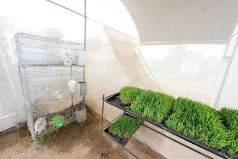 Avanza programa autosuficiencia alimentaria del Gobierno de Tlaxcala imagen 7