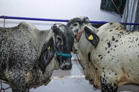 Tlaxcala abre sus puertas al mundo con la Feria de Ferias imagen 22