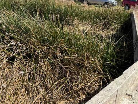 Ayuntamiento de Ixtacuixtla lleva a cabo importante recorrido para el reconocimiento de afluentes contaminados hacia el río Atoyac imagen 1