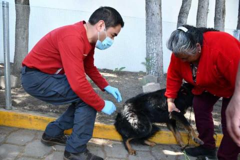 Jornada de vacunación antirrábica canina y felina registra alta participación en Tlaxcala imagen 1