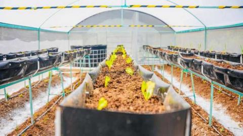 Entrega secretaría de bienestar plántulas a beneficiarios de módulos de autosuficiencia alimentaria imagen 7