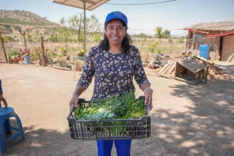 Entrega secretaría de bienestar plántulas a beneficiarios de módulos de autosuficiencia alimentaria imagen 3