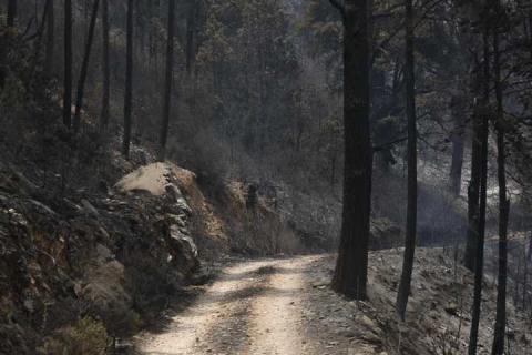 Combate a incendio en Atltzayanca alcanza un 100% de territorio bajo control y 80% de liquidación imagen 2