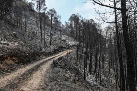 Combate a incendio en Atltzayanca alcanza un 100% de territorio bajo control y 80% de liquidación imagen 7