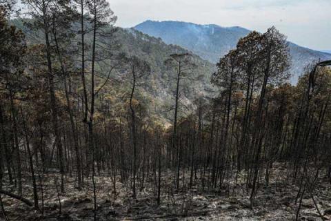 Combate a incendio en Atltzayanca alcanza un 100% de territorio bajo control y 80% de liquidación imagen 6