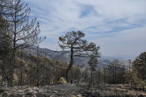 Combate a incendio en Atltzayanca alcanza un 100% de territorio bajo control y 80% de liquidación imagen 4