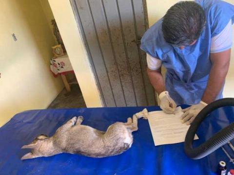 Exitosa campaña de Esterilización Canina y Felina en Tlaltelulco imagen 1