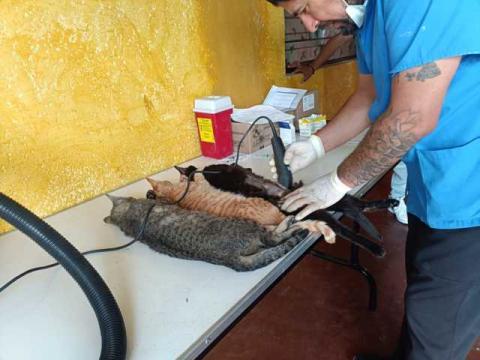 Exitosa campaña de Esterilización Canina y Felina en Tlaltelulco imagen 2