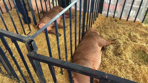 Realizan en Huamantla la primera Subasta Porcina en la Expo Ganadera imagen 6