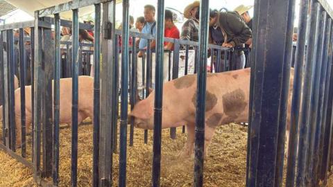 Realizan en Huamantla la primera Subasta Porcina en la Expo Ganadera imagen 2