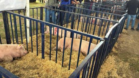Realizan en Huamantla la primera Subasta Porcina en la Expo Ganadera imagen 7